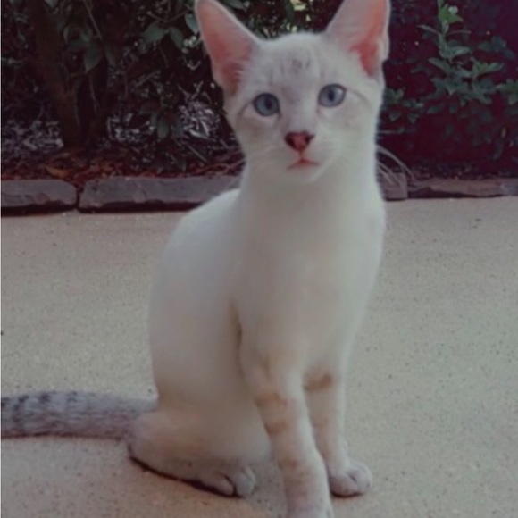 Mickey Mouse scarecrow, battery operated. Vintage like new condition - Picture 11 of 17